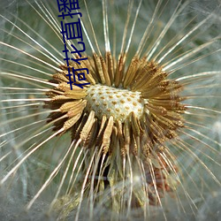 荷花直播破解版