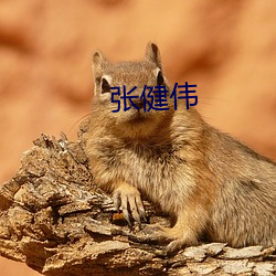 张健伟