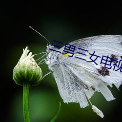 三男三女电视剧搞笑