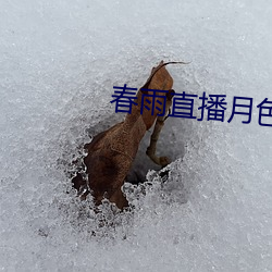 春(春)雨(雨)直播月色(色)直播