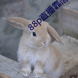 88p直播靠谱吗