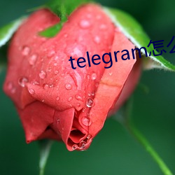 telegram怎么找盘口(k¨¯u)