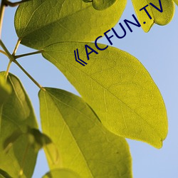 《ACFUN.TV