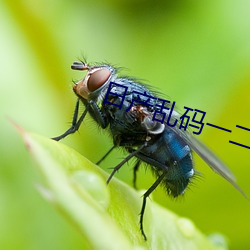 日产乱码一二三区别免费