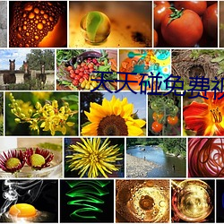 天(tiān)天碰免费视频