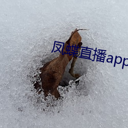 凤(fèng)蝶直播app真(zhēn)人秀