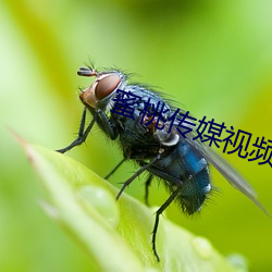 蜜桃傳媒視頻