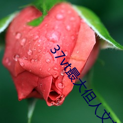 37vt最大但人文藝術