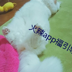 火辣app福引導i
