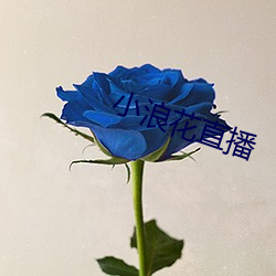 小浪花(花)直播