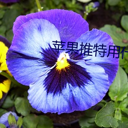 苹果(gu)推(tu)特用(yng)什么加速(s)器免(miǎn)费(fèi)