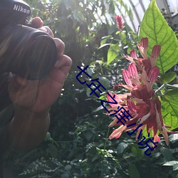 七年之痒小说