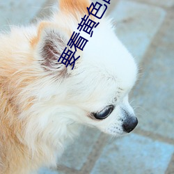 要看(kàn)黄色的