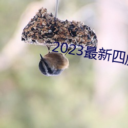 2023最新四虎影院