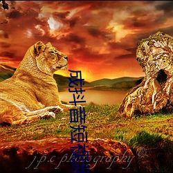 成抖音短視頻破解