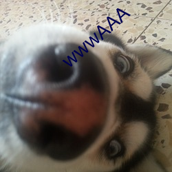 wwwAAA