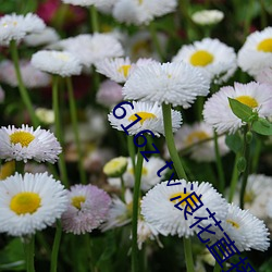 616z t浪花直播