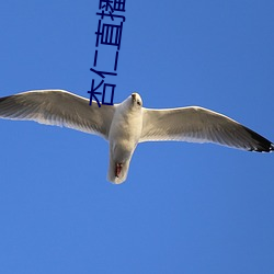 杏仁直播免费看 （中药）