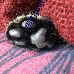 国内(nèi)大量揄拍情(qíng)侣(lǚ)在线视频(pín)