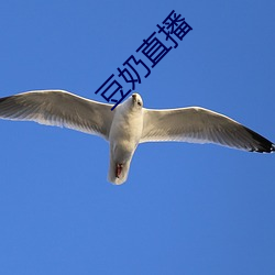 豆(dòu)奶(nǎi)直播