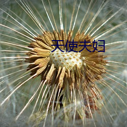 天使夫妇