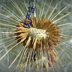 國産性―交一亂―色―情人