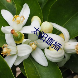 太阳(yáng)直播