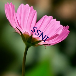 SSNI （羞恶）