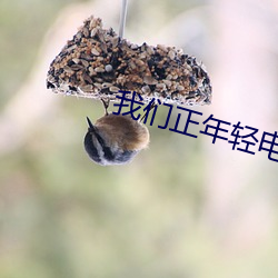 4688美高梅登录中心正年轻电视剧免费观看全集