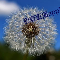 初夏直播app官网