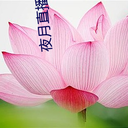 夜月(月)直播空降