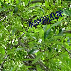 水帘洞直播