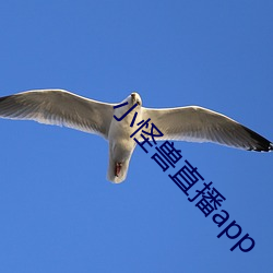 小怪(guài)兽直播app