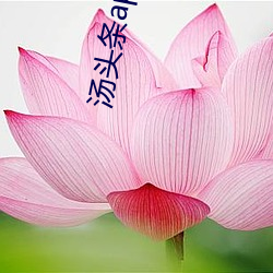 汤头条app苹果官网入口