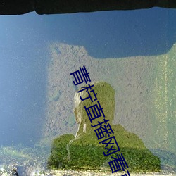 青柠直播网看直播