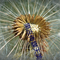 果冻传媒天美传媒乌鸦传媒星空传媒ios版 v1.8 永久免费观 （赙赠）