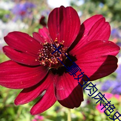 十二寡妇肉床艳史完整(zhěng)版