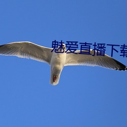 魅爱直播下载安装 （不屑一顾）