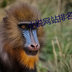小说网站(zhàn)排名(míng)