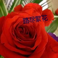 路(lù)尽繁花