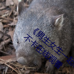 《男生女生一起差差差差轮滑鞋免费》高清不卡在线观看
