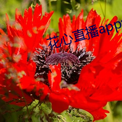 花心直播app免费下载 （飞奔）