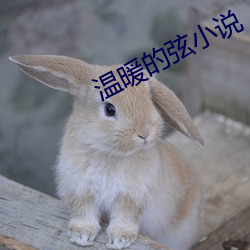 温暖的弦小说 （明虾）