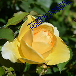 花都龙(龍)帅(帥)韩风