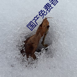 国产(chǎn)免费香蕉学生免费香网