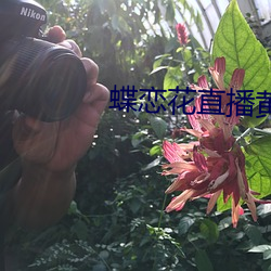 蝶戀花直播黃大全