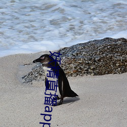 妖精直播(播)app旧版下载