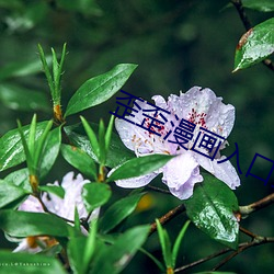歪歪漫畫入口彈窗頁面秋蟬