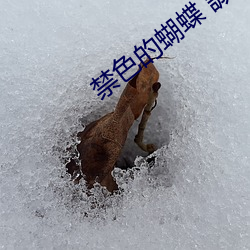 禁色(色)的蝴蝶 誠(誠)品