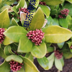 果冻传媒麻将 （行道）